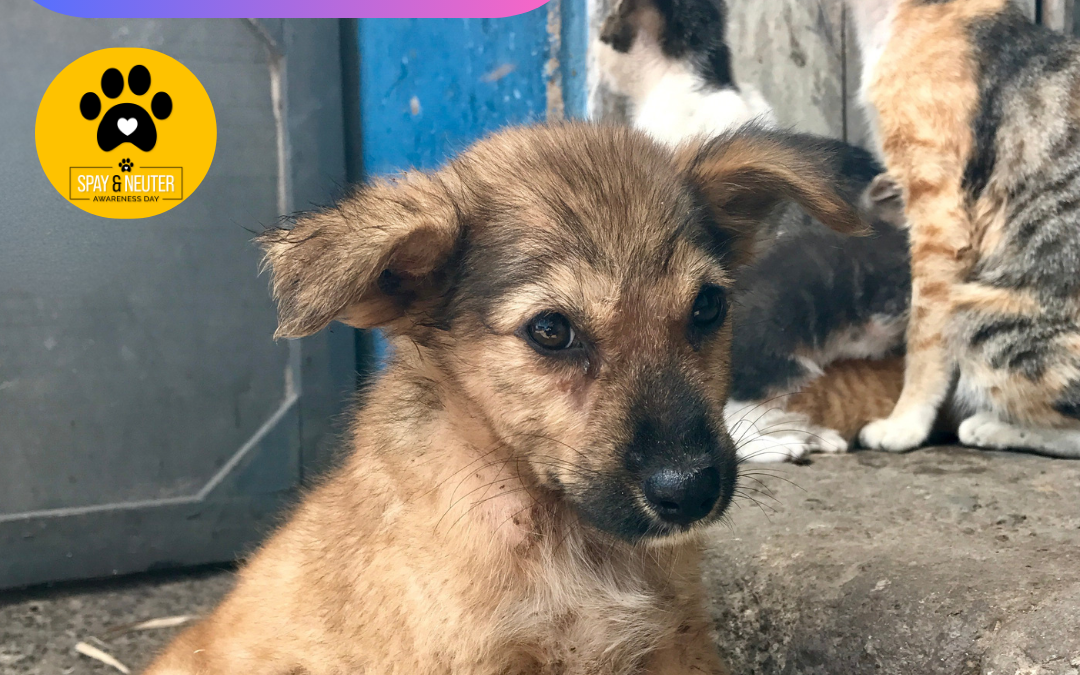 Baark! Marks World Spay Day by Expanding Spay/Neuter Access to Reduce Animal Overpopulation