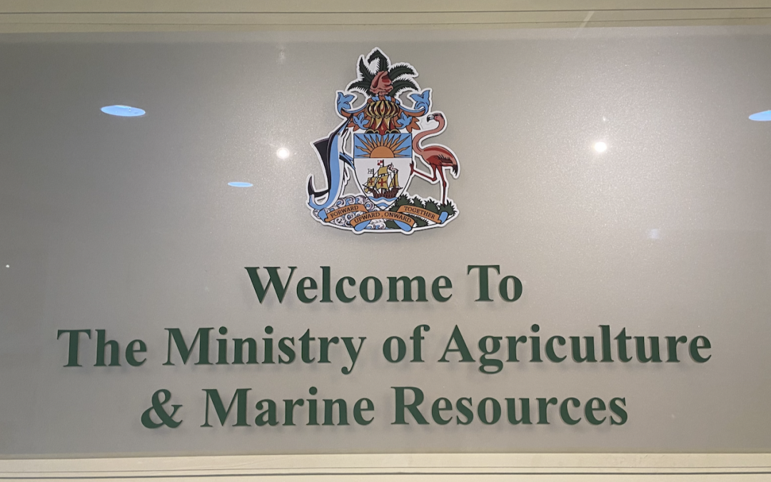 Bahamas Government Annual Dog Licenses